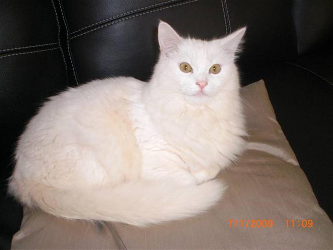 Tyrkisk Angora - 2008 - Den sødeste kat,..Knytter sig...