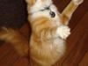 Maine Coon blandning "baloo"