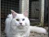 Maine Coon Àron