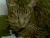 Orientaler Thurah Sochin R.I.P