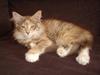 Maine Coon Missya
