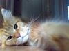 Maine Coon Miw