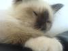 Hellig Birma Amadeaus - Død, RIP - 