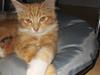 Maine Coon Gibbs (solgt)