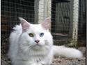 Maine Coon Àron