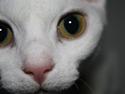 Devon Rex S* Lovestory