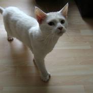 Blanding af racer Oliver. ER SOLGT !