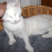 Blanding af racer Oliver. ER SOLGT !