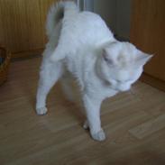 Blanding af racer Oliver. ER SOLGT !