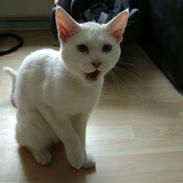 Blanding af racer Oliver. ER SOLGT !