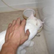 Blanding af racer Oliver. ER SOLGT !