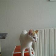 Blanding af racer Mickey (Død)