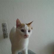 Blanding af racer Mickey (Død)