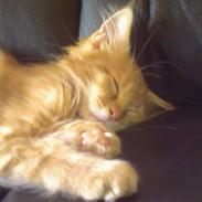 Maine Coon Miw