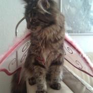 Maine Coon Yasmin