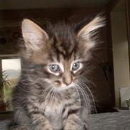 Maine Coon Yasmin