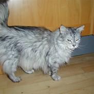 Maine Coon Puxie