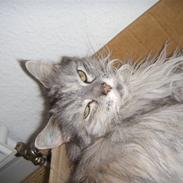 Maine Coon Puxie