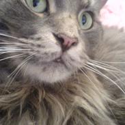 Maine Coon Meego (king arthur)