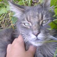 Maine Coon Meego (king arthur)