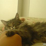 Maine Coon Meego (king arthur)