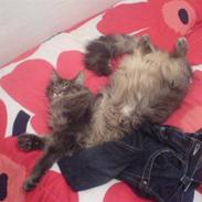 Maine Coon Meego (king arthur)