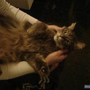 Maine Coon Meego (king arthur)