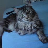 Maine Coon Bella