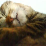 Blanding af racer Katja Kaj