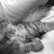 Blanding af racer Katja Kaj