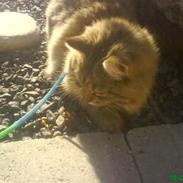 Blanding af racer Katja Kaj