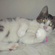 Blanding af racer Lukas