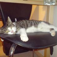 Blanding af racer Lukas