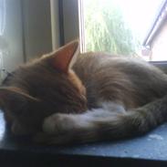 Blanding af racer * Bobby*