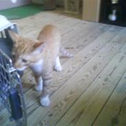 Blanding af racer * Bobby*