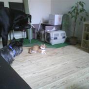 Blanding af racer * Bobby*