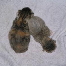 Huskat Miv + Dizel + 2 Killinger