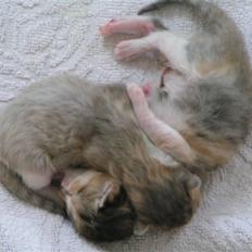 Huskat Miv + Dizel + 2 Killinger