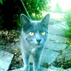 Blanding af racer bisse