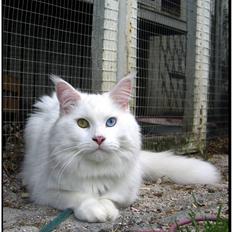 Maine Coon Àron