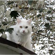 Maine Coon Àron