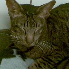 Orientaler Thurah Sochin R.I.P