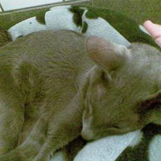 Orientaler Likita Doffy (Ming) R.I.P