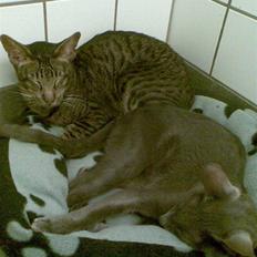 Orientaler Likita Doffy (Ming) R.I.P