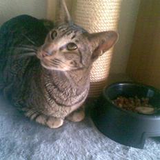 Orientaler Thurah Sochin R.I.P