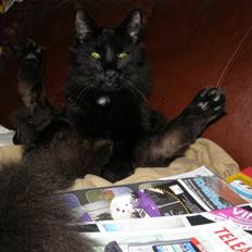 Norsk Skovkat Misery