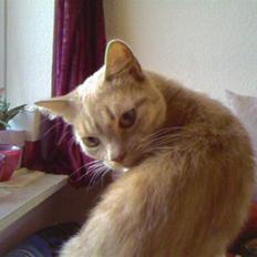 Huskat Miver..... R.I.P!