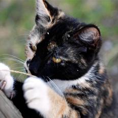 Blanding af racer Caramella 