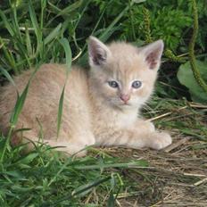 Huskat Pink Panda **Forsvundet**