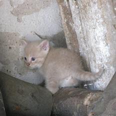 Huskat Pink Panda **Forsvundet**